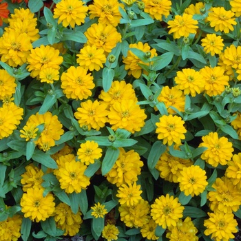 Zinnia Profusion 'Double Golden' (015277)