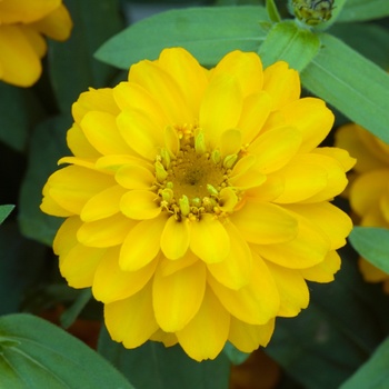 Zinnia Profusion 'Double Golden' (015279)