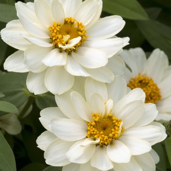 Zinnia Profusion 'Double White' (015280)