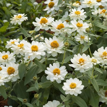 Zinnia Profusion 'Double White' (015283)