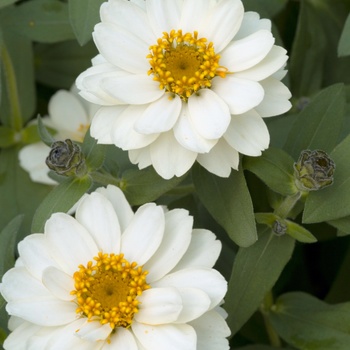 Zinnia Profusion 'Double White' (015285)