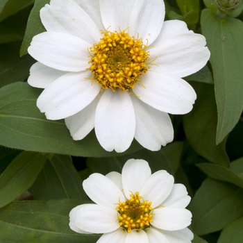 Zinnia Profusion '' (015293)