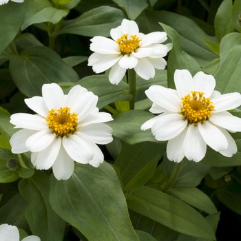 Zinnia Profusion '' (015294)