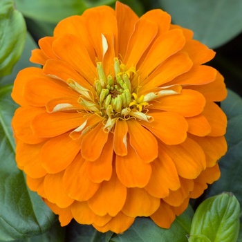 Zinnia elegans Magellan™ '' (015309)