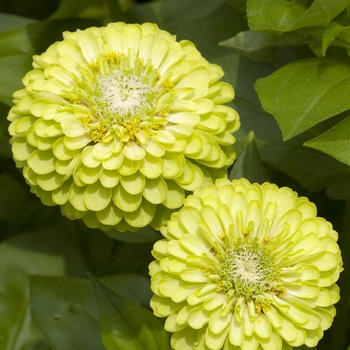 Zinnia elegans 'Envy' (015318)