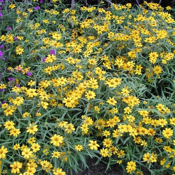 Zinnia angustifolia (linearis) Star 'Gold' (015351)