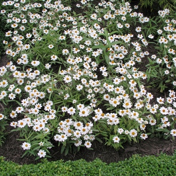 Zinnia linearis Crystal™ 'White' (015353)