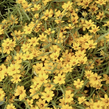 Zinnia linearis Crystal™ 'Yellow' (015354)