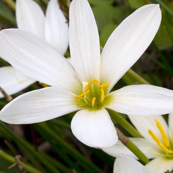 Zephyranthes candida '' (015359)