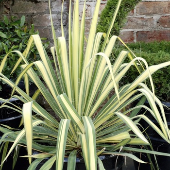 Yucca filamentosa 'Golden Sword' (015369)