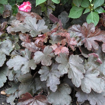 Heucherella 'Burnished Bronze' (015400)