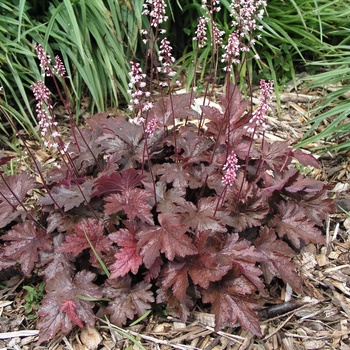 Heucherella 'Burnished Bronze' (015401)