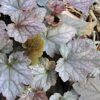 Heucherella 'Quick Silver' (015402)