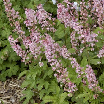 Heucherella 'Viking Ship' (015407)