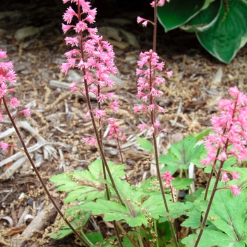 Heucherella 'Dayglow Pink' (015410)