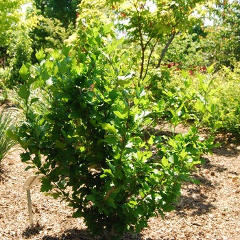 Hibiscus syriacus 'Violet Satin®' (015428)