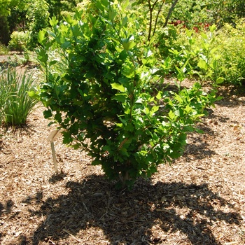 Hibiscus syriacus 'Violet Satin®' (015432)