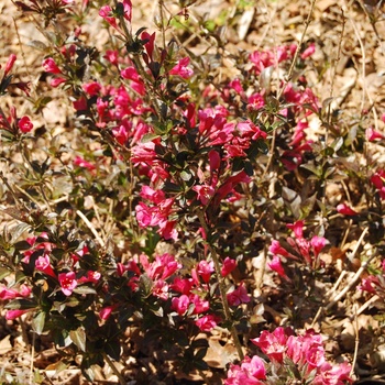 Weigela florida 'Tango' (015436)