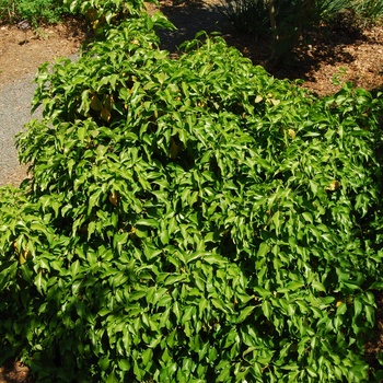 Hedera rhombea 'Ryudu Island' (015442)