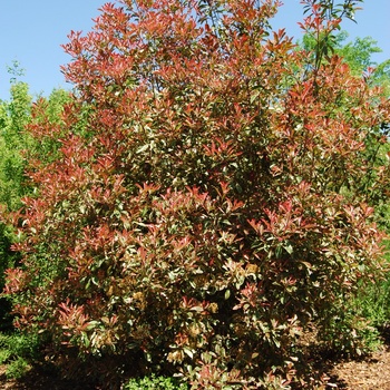 Photinia x fraserii 'Pink Marble®' (015450)