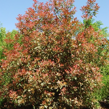 Photinia x fraserii 'Pink Marble®' (015454)