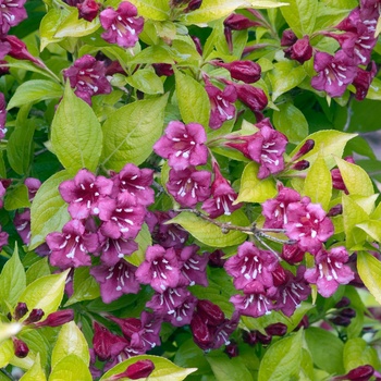 Weigela florida 'Briant Rubidor™' (015455)