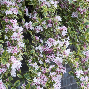 Weigela florida 'Variegata' (015458)