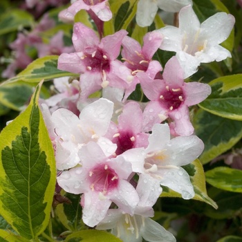 Weigela florida 'Variegata' (015459)