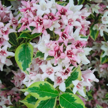 Weigela florida 'Variegata' (015460)