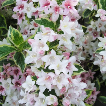 Weigela florida 'Variegata' (015461)