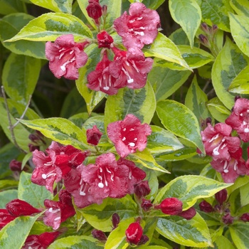 Weigela florida 'French Lace™' (015477)