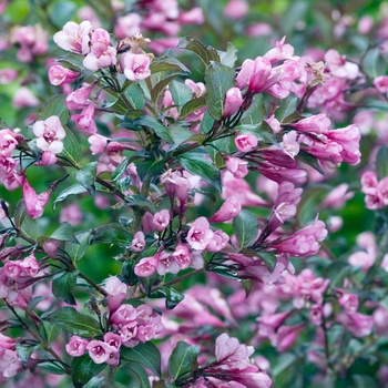 Weigela florida 'Fine Wine®' (015483)