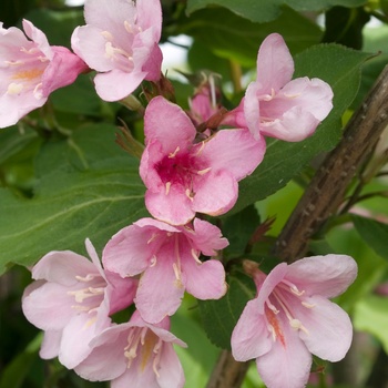 Weigela florida 'Pink Delight' (015488)