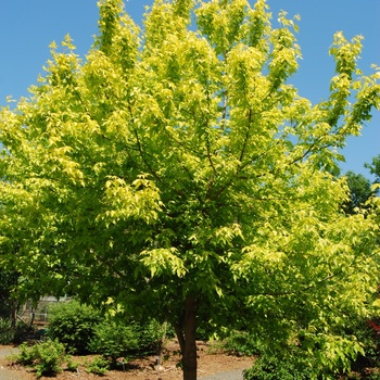 Acer negundo 'Kelly's Gold' (015513)