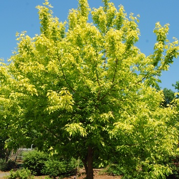 Acer negundo 'Kelly's Gold' (015514)