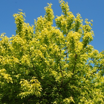 Acer negundo 'Kelly's Gold' (015515)