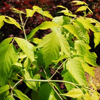 Acer negundo 'Kelly's Gold' (015516)