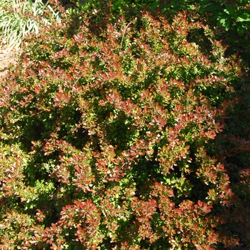 Berberis thunbergii 'Cherry Bomb®' (015518)