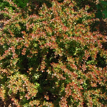 Berberis thunbergii 'Cherry Bomb®' (015526)