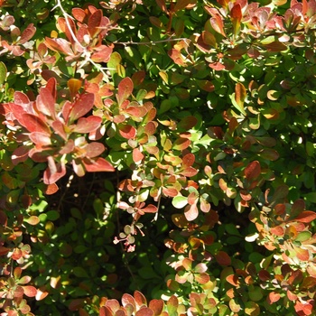 Berberis thunbergii 'Cherry Bomb®' (015532)