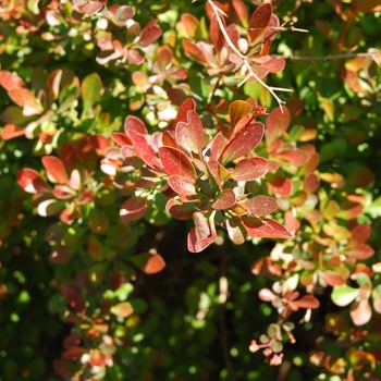 Berberis thunbergii 'Cherry Bomb®' (015534)