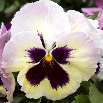 Viola x wittrockiana Majestic Giants II '' (015604)