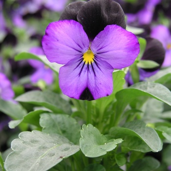 Viola x wittrockiana Sorbet 'Black Duet' (015607)