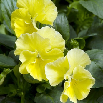 Viola 'Harvest Moon' (015638)