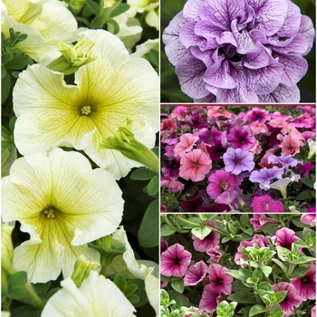 Petunia '' (015694)