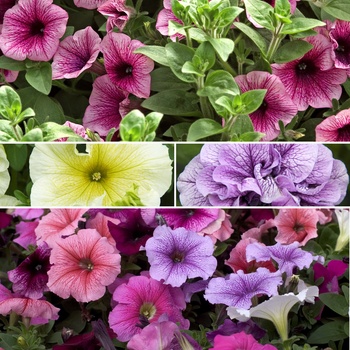 Petunia '' (015697)