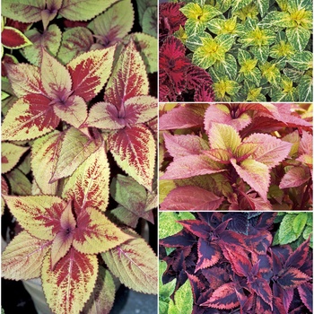 Coleus '' (015719)