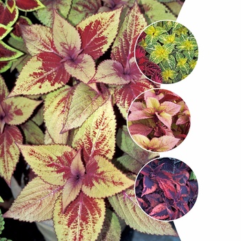 Coleus '' (015720)