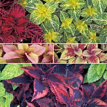 Coleus '' (015723)