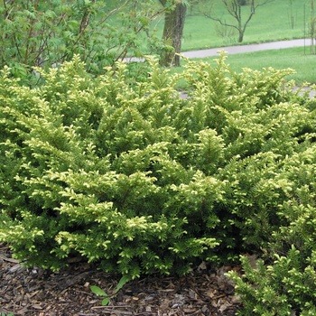 Taxus x media 'Tauntonii' (015724)